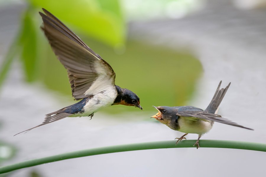 尚麟露凝霜 · 白露 | 秋意漸濃，露從今夜白